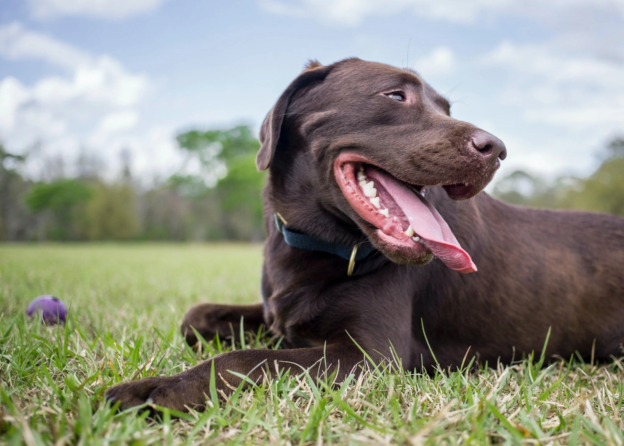 Restoring Tails: The Reality Regarding CBD Treatments for Dogs