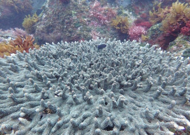 Marine Organisms and Coral Species: Impact of Ocean Acidification on Their Survival